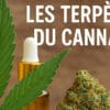 les terpènes CBD - Le CBD Marseillais