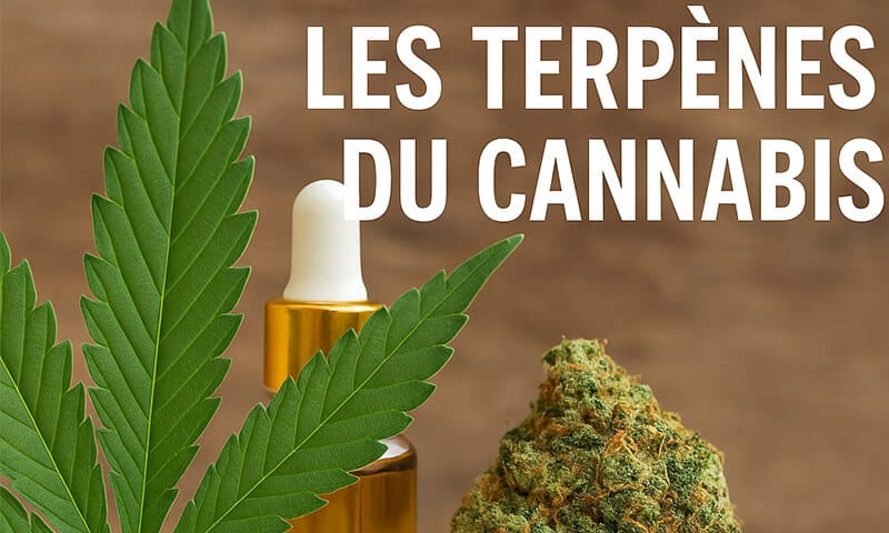 les terpènes CBD - Le CBD Marseillais