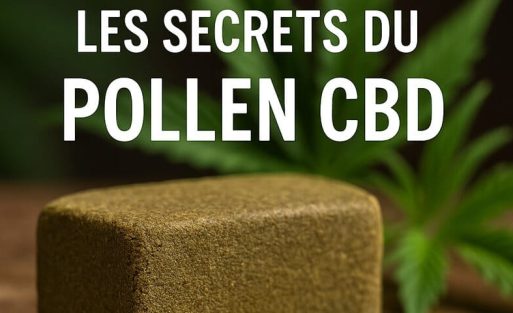 les secrets du Pollen CBD - Le CBD Marseillais