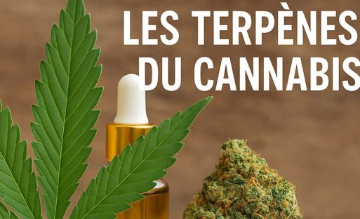 les terpènes CBD - Le CBD Marseillais